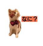kinabo（個別スタンプ：3）