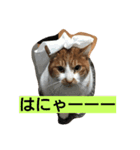 kinabo（個別スタンプ：5）