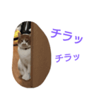 kinabo（個別スタンプ：7）