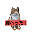 kinabo（個別スタンプ：8）