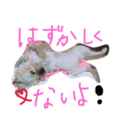 はんな〜テリア〜スタンプ（個別スタンプ：3）