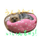 はんな〜テリア〜スタンプ（個別スタンプ：5）