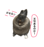 我が家のうさぎたち2（個別スタンプ：1）