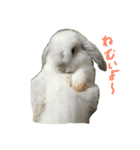 我が家のうさぎたち2（個別スタンプ：2）