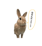 我が家のうさぎたち2（個別スタンプ：3）