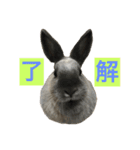 我が家のうさぎたち2（個別スタンプ：4）