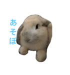 我が家のうさぎたち2（個別スタンプ：5）