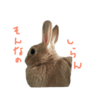 我が家のうさぎたち2（個別スタンプ：6）