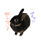 我が家のうさぎたち2（個別スタンプ：7）