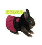 我が家のうさぎたち2（個別スタンプ：8）