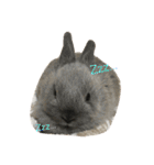 我が家のうさぎたち2（個別スタンプ：9）