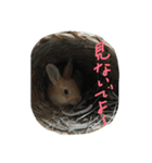 我が家のうさぎたち2（個別スタンプ：10）