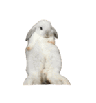我が家のうさぎたち2（個別スタンプ：13）
