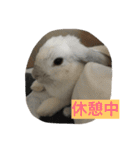 我が家のうさぎたち2（個別スタンプ：14）