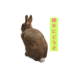 我が家のうさぎたち2（個別スタンプ：16）