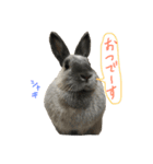 我が家のうさぎたち2（個別スタンプ：17）