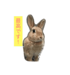 我が家のうさぎたち2（個別スタンプ：18）