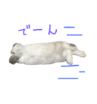 我が家のうさぎたち2（個別スタンプ：19）