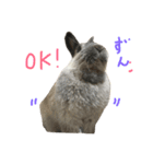 我が家のうさぎたち2（個別スタンプ：21）