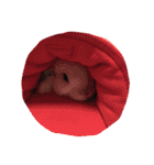 我が家のうさぎたち2（個別スタンプ：22）