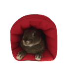 我が家のうさぎたち2（個別スタンプ：23）