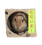 我が家のうさぎたち2（個別スタンプ：24）
