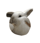 我が家のうさぎたち2（個別スタンプ：27）