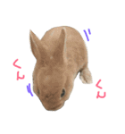 我が家のうさぎたち2（個別スタンプ：28）