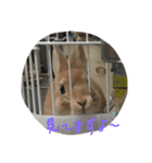 我が家のうさぎたち2（個別スタンプ：31）
