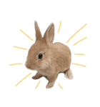 我が家のうさぎたち2（個別スタンプ：32）