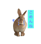 我が家のうさぎたち2（個別スタンプ：33）
