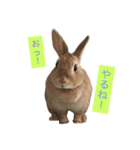 我が家のうさぎたち2（個別スタンプ：35）