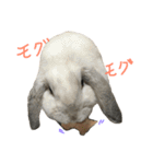 我が家のうさぎたち2（個別スタンプ：37）