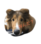 ティアラとレディ（個別スタンプ：5）