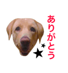 cocoちゃん＆ryuちゃん（個別スタンプ：1）