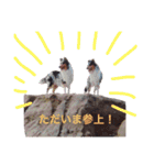 ティナとコリーの仲間たち（個別スタンプ：1）