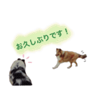 ティナとコリーの仲間たち（個別スタンプ：3）