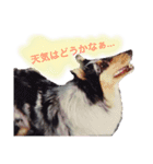 ティナとコリーの仲間たち（個別スタンプ：8）