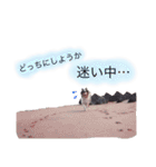 ティナとコリーの仲間たち（個別スタンプ：16）