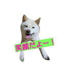 白柴ももこちゃんだよ！（個別スタンプ：1）