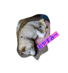 白柴ももこちゃんだよ！（個別スタンプ：2）