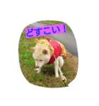 白柴ももこちゃんだよ！（個別スタンプ：5）