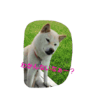 白柴ももこちゃんだよ！（個別スタンプ：6）