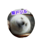 白柴ももこちゃんだよ！（個別スタンプ：9）