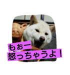 白柴ももこちゃんだよ！（個別スタンプ：14）