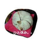 白柴ももこちゃんだよ！（個別スタンプ：18）