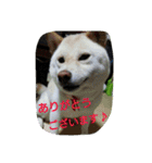 白柴ももこちゃんだよ！（個別スタンプ：19）