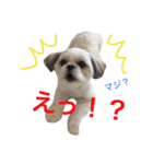 ぽっちゃんの毎日スタンプ（個別スタンプ：3）