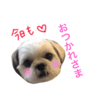 ぽっちゃんの毎日スタンプ（個別スタンプ：6）