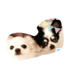 OHAYO55（個別スタンプ：5）